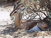 PikiWiki Israel 14396 Deer resting.JPG