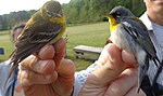 Thumbnail for File:PineWarbler and NorthernParula in EdenMD01.jpg