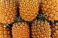 Image 1158Pineapples, Ananás Santo António, Ponta Delgada , São Miguel Island, Azores, Portugal