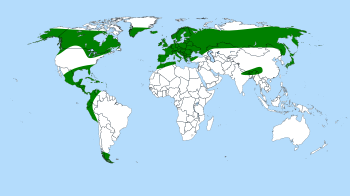 Pinguicula - World distribution