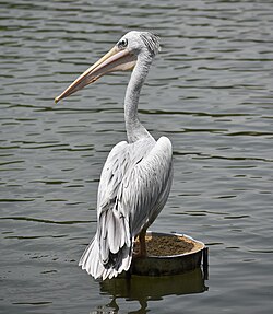 Pink-backed pelican (PJ Wetlands).jpg