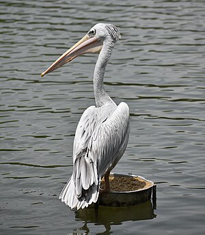 A non-breeding American white pelican (Pelecanus erythrorhynchos) in the Putrajaya Wetlands, part of Peninsular Malaysia. Note that the black flight feathers are hidden within the white plumage.