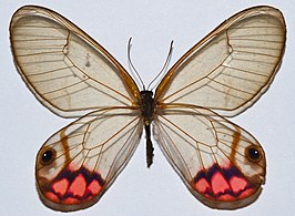 Cithaerias pyropina