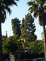 Català: Pi canari. c. Ganduxer, 85 (Escola de les Teresianes). Sarrià-Sant Gervasi (Barcelona). ca:Pinus canariensis. 2 exemplars. This is a a photo of a protected or outstanding tree in Catalonia, Spain, with id: MA-080193/0072-05-94 Object location 41° 23′ 58.08″ N, 2° 08′ 00.21″ E  View all coordinates using: OpenStreetMap