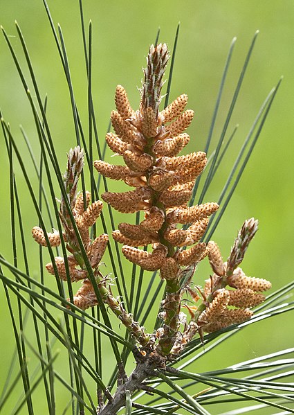 File:Pinus brutia - Flowers 02.jpg