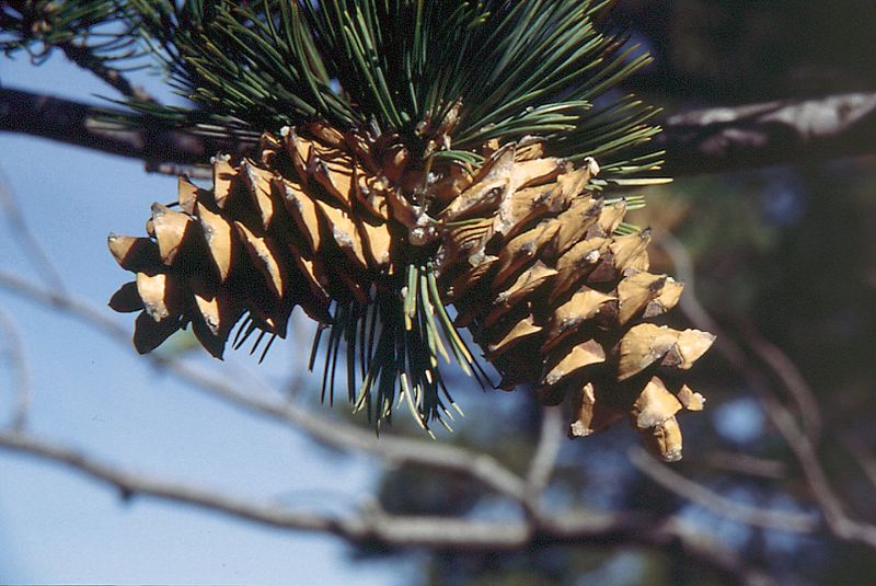 File:Pinus flexilis cones.jpg