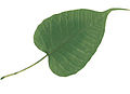 Bodhi leaf