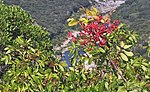 Fıstıklı terebinth (Pistacia terebinthus L.) 2.jpg