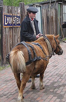 Photo d'un homme avec une casquette menant un poney harnaché et à la queue coupée.