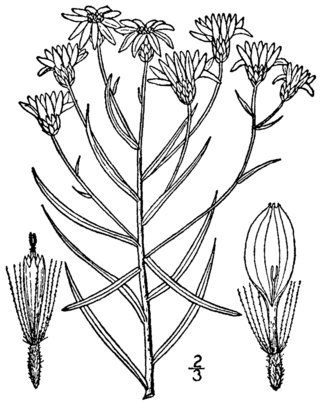<i>Pityopsis falcata</i>