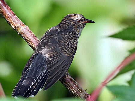 Tập_tin:Plaintive_Cuckoo_(Immature)_I_IMG_7627.jpg