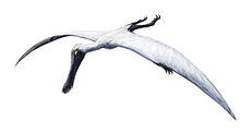 Life restoration of Plataleorhynchus Plataleorhynchus.jpg