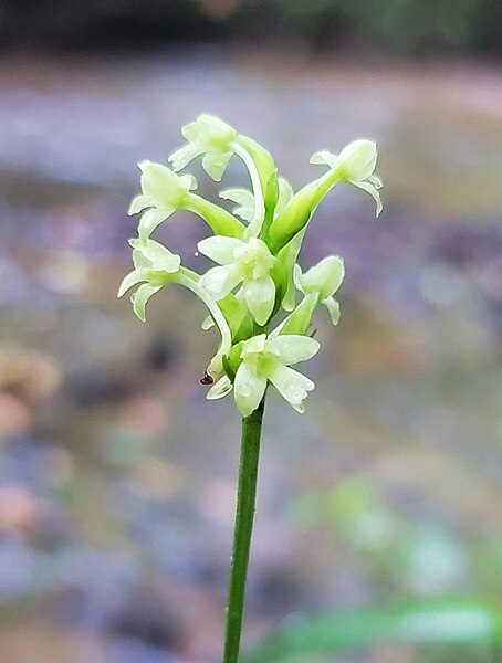 File:Platanthera clavellata.jpg