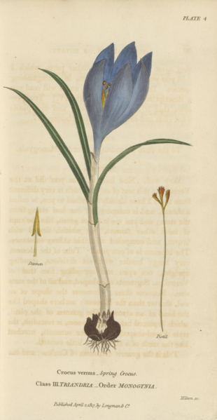 File:Plate 4 Crocus Vernus - Conversations on Botany-1st edition.tiff