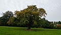 Hrušeň planá zapsaná v Seznamu památných stromů v okrese Kroměříž