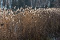 English: Common reed (Phragmites australis) Deutsch: Schilfrohr (Phragmites australis)