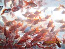 ماهی های قرمز در یک آکواریوم موقت برای فروش