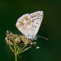 1 Polyommatus coridon, ♂