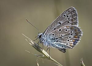 Ornithoptera euphorion, la plej granda papilio en Aŭstralio (Zoo de Melburno).