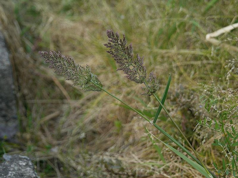 File:Polypogon fugax hiegaeri01.jpg