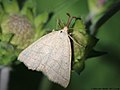 Polypogon tentacularia (Linnaeus, 1758)