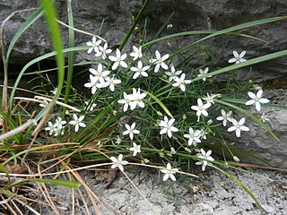 <i>Moehringia villosa</i> Species of plant