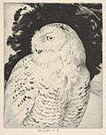 Thumbnail for File:Portrait- Snowy Owl MET DP832887.jpg