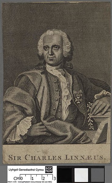 File:Portrait of Charles Linnaeus (4673780).jpg