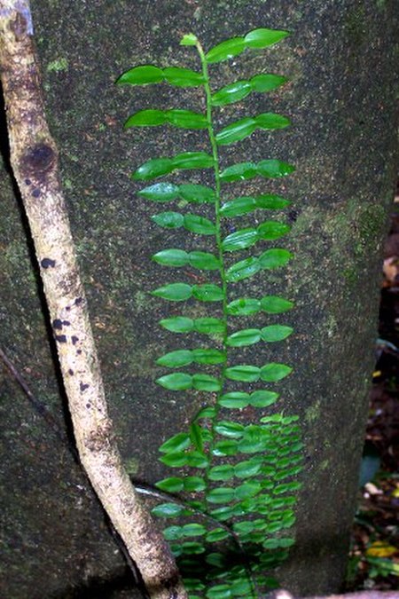 Pothos longipes