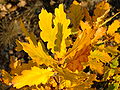 Čeština: Dubová větev v parku Skalka v Praze na Smíchově v podzimních barvách English: Oak in Prague-Smíchov Skalka natural reserve. Autumn colors