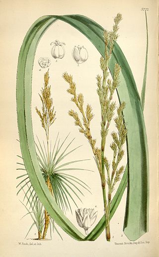 <i>Prionium</i> Genus of aquatic plants