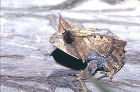 Beschrijving van de afbeelding Proceratophrys laticeps.jpg.