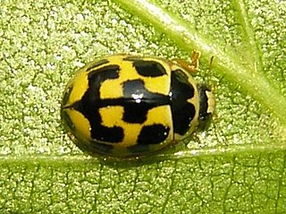 <i>Propylea quatuordecimpunctata</i> species of beetle