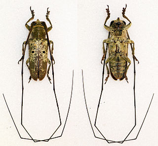 <i>Prosopocera cylindrica</i> Species of beetle