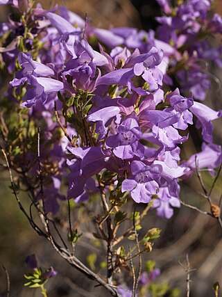 <i>Prostanthera ferricola</i> Species of flowering plant