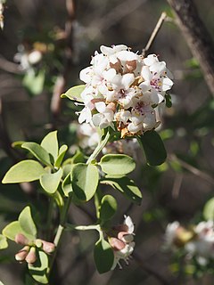 <i>Prostanthera cruciflora</i>