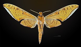 Protambulyx strigilis MHNT CUT 2010 0 39 Brasil male ventral.jpg