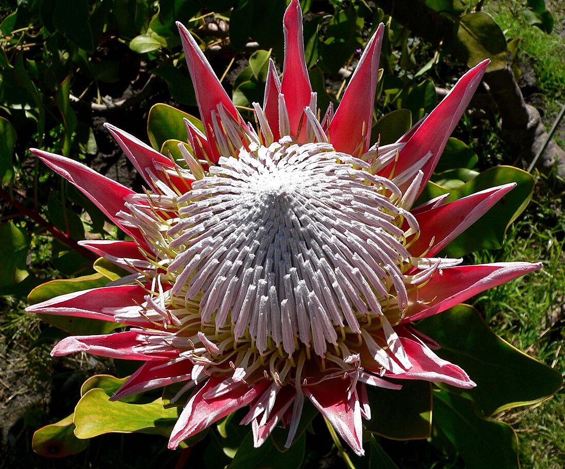 Protea