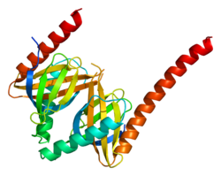 Ақуыз APPL1 PDB 2ela.png