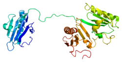 Protein CAPG PDB 1j72.png