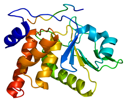 Фосфатаза 1. Фосфопротеин фосфатаза. Гены ферментов. Protein phosphatase 1. Фосфатаза картинки.