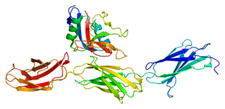 <span class="mw-page-title-main">Tenascin-R</span> Protein-coding gene in the species Homo sapiens