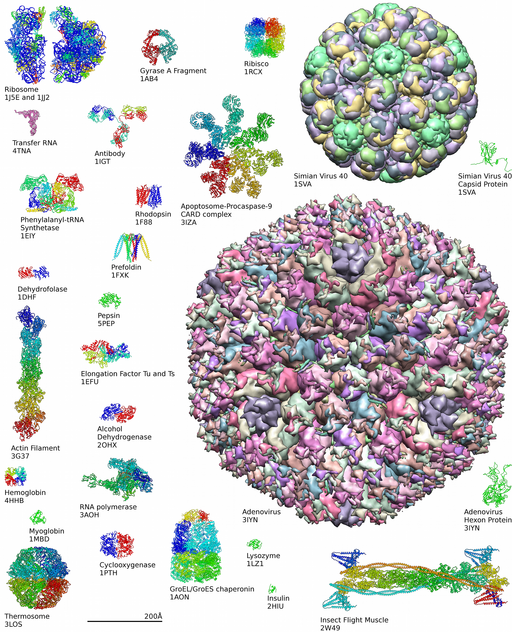 Protein structure examples
