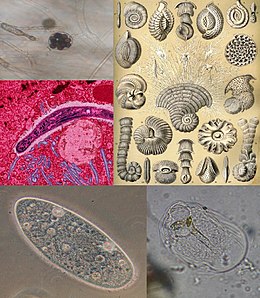 Protista: Dagiti agdumaduma a grupo dagiti eukariotiko a mikroorganismo