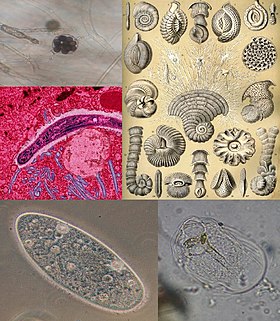 parazitele protozoare la om sunt simptome