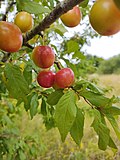 Thumbnail for File:Prunus cerasifera 148059589.jpg