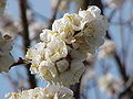 Prunus mume (Ume)