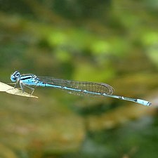 Blue Riverdamsel Pseudagrion microcephalum male