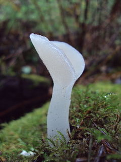 <i>Pseudohydnum</i> genus of fungi