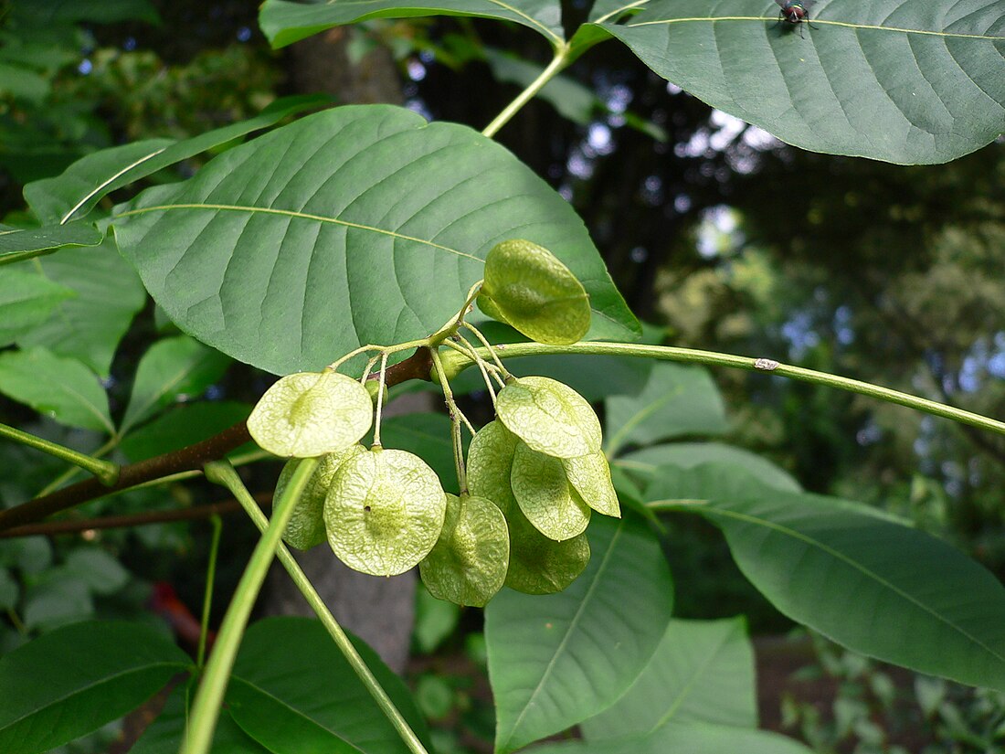 File:Ptelea trifoliata 20050808 002.jpg